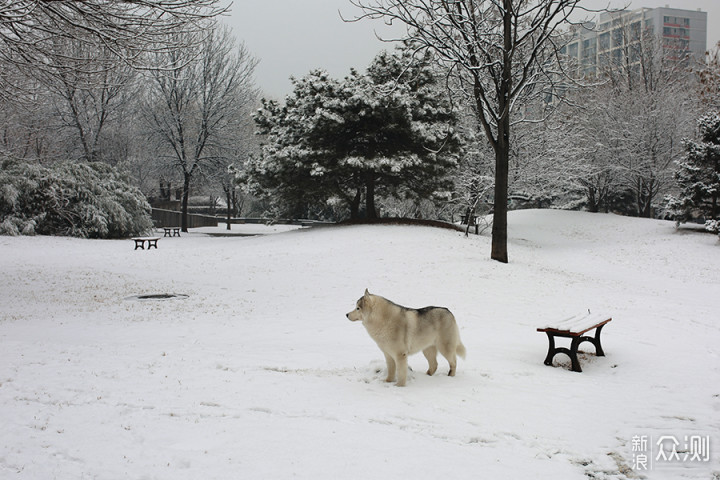 2020瑞雪兆丰年，北京第二场雪里的狗狗奇遇_新浪众测