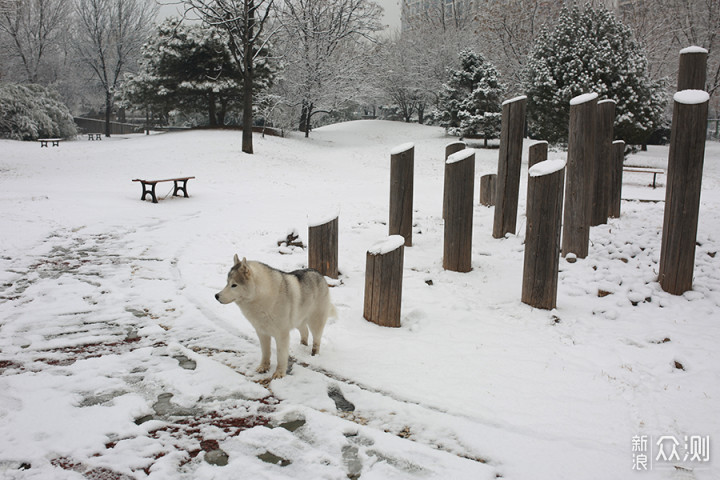 2020瑞雪兆丰年，北京第二场雪里的狗狗奇遇_新浪众测