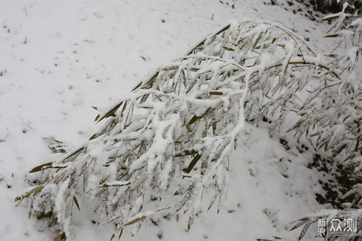 2020瑞雪兆丰年，北京第二场雪里的狗狗奇遇_新浪众测