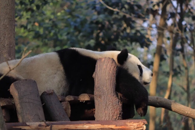 保姆级‼️史上最全成都大熊猫旅游攻略‼️