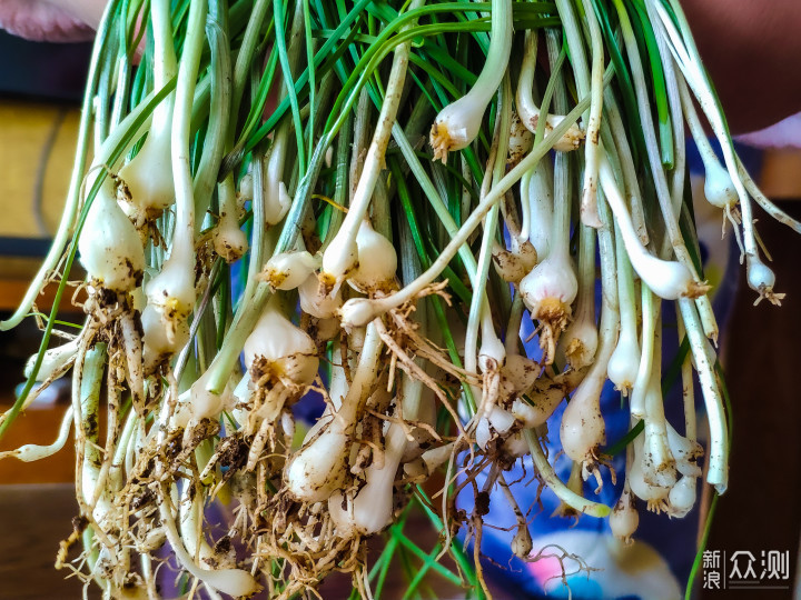 大自然的馈赠——野蒜饼_新浪众测