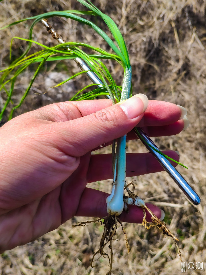 大自然的馈赠——野蒜饼_新浪众测