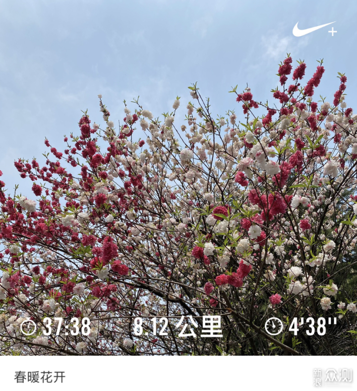 #最美四月天#粉钩的Nike Air Zoom Pegasus 36_新浪众测