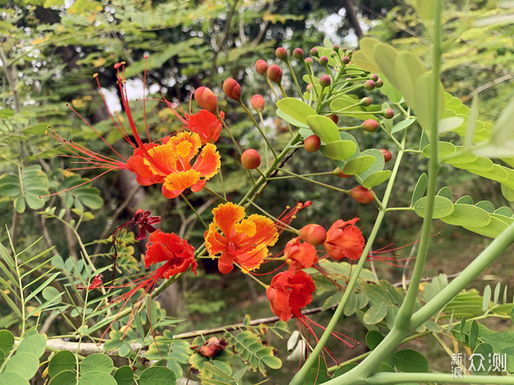 最美四月天、各种小花各种开_新浪众测