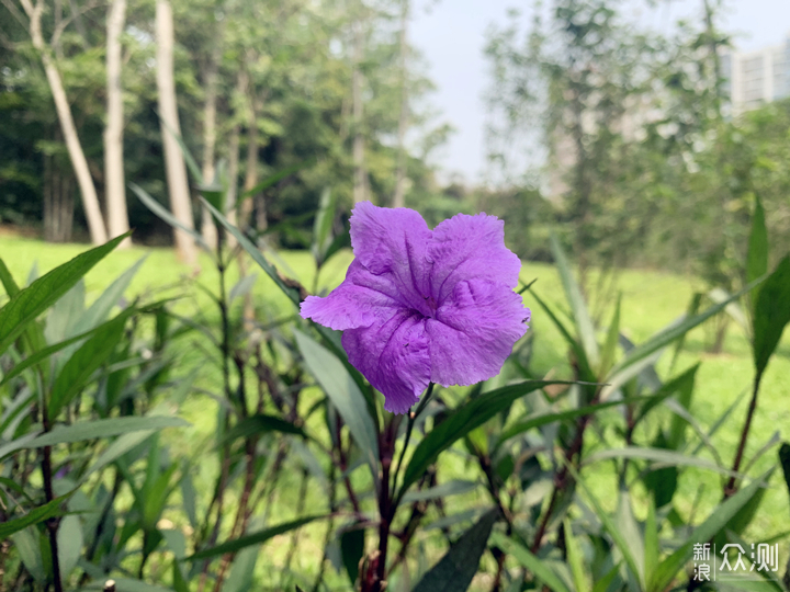 最美四月天、各种小花各种开_新浪众测