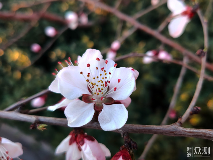 #最美四月天#用手机摄影记录多样的春日美景_新浪众测