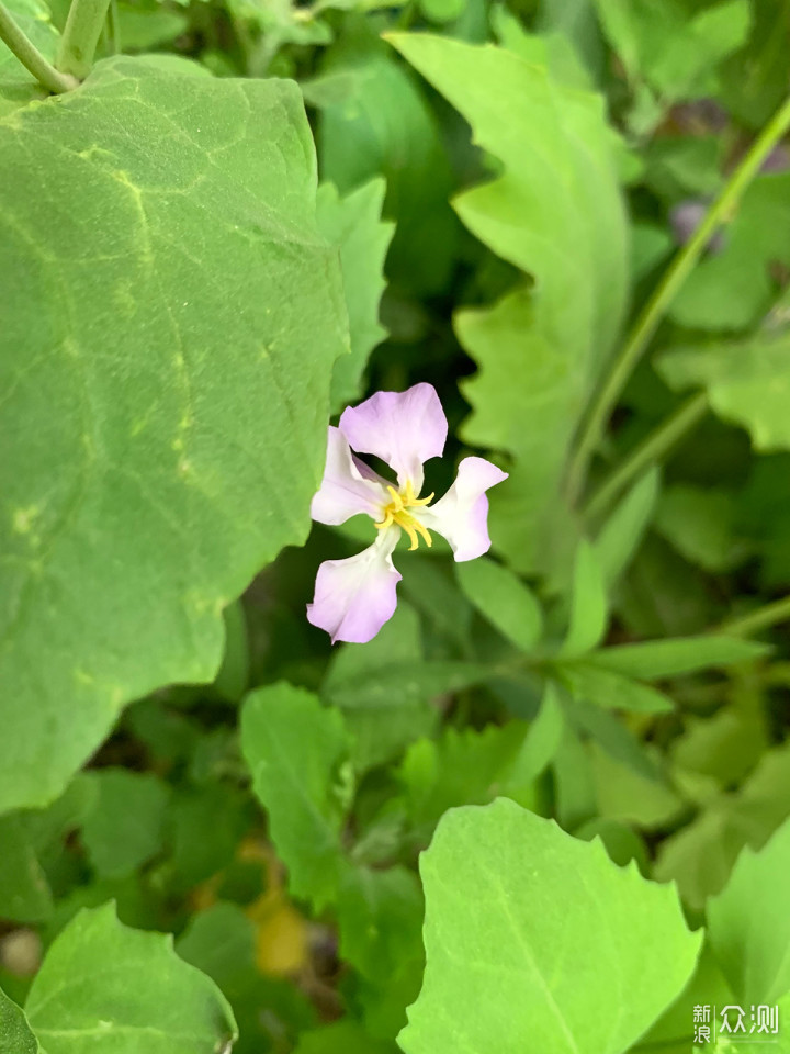 #618好物pick#从OV手机到苹果的换机建议_新浪众测