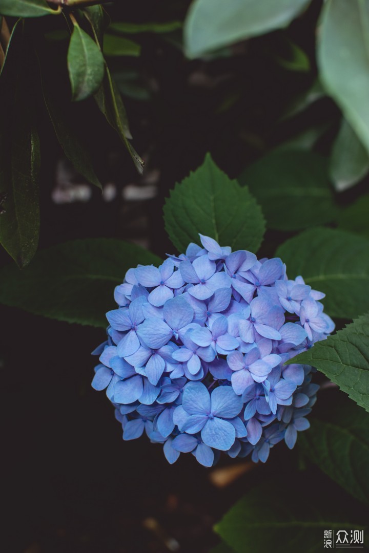 #创作新星#这8️⃣种庭院花卉植物，美翻了！_新浪众测