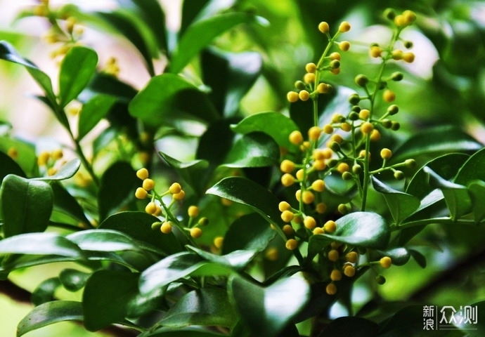 14种带香气花卉绿植， 绿意与香味提升幸福感_新浪众测