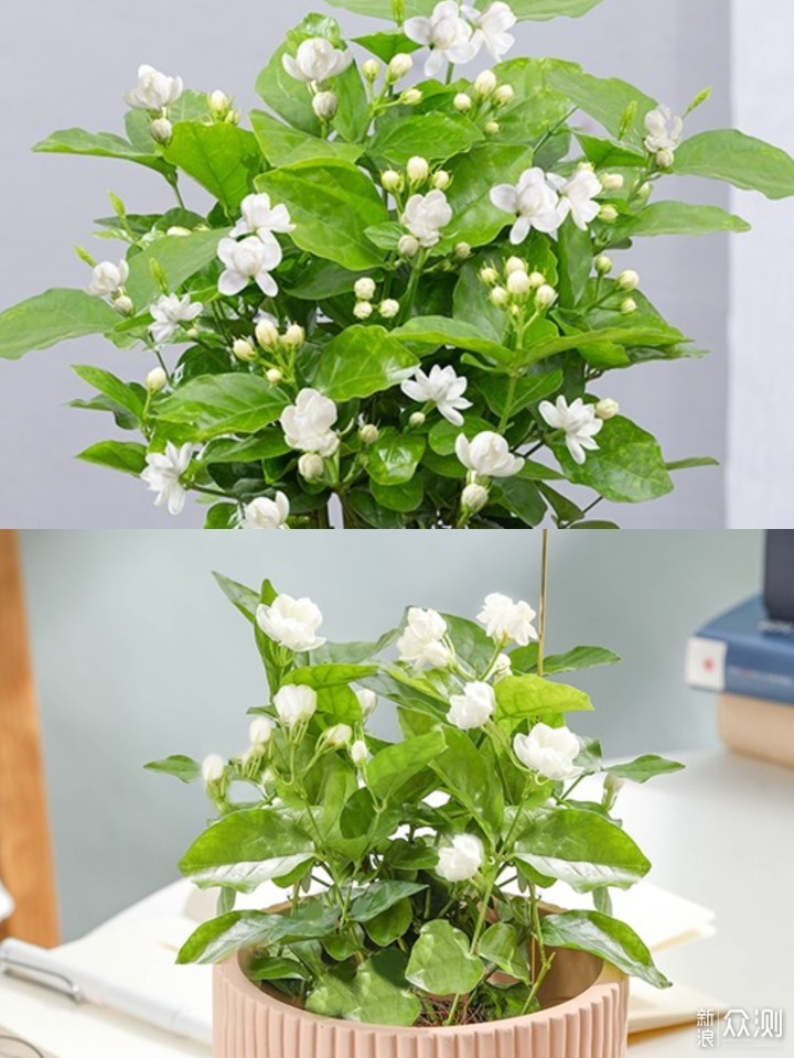 14种带香气花卉绿植， 绿意与香味提升幸福感_新浪众测