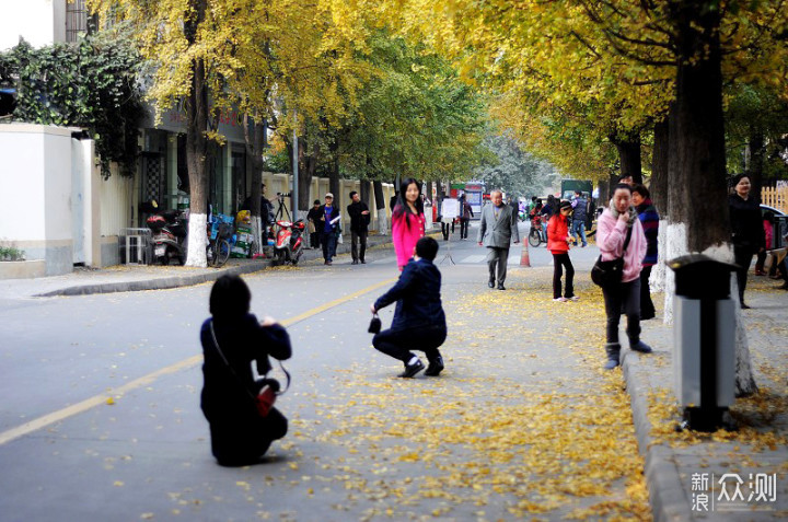 成都市区银杏观赏地推荐，暖冬美景必看！_新浪众测