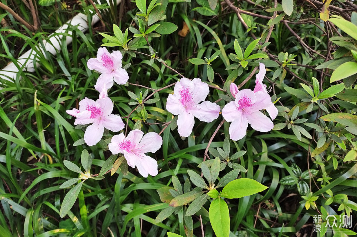 喜迎春节：新春逛公园 春日赏美景 感受颇多！_新浪众测