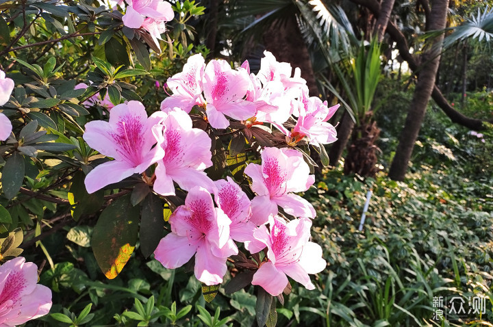 喜迎春节：新春逛公园 春日赏美景 感受颇多！_新浪众测