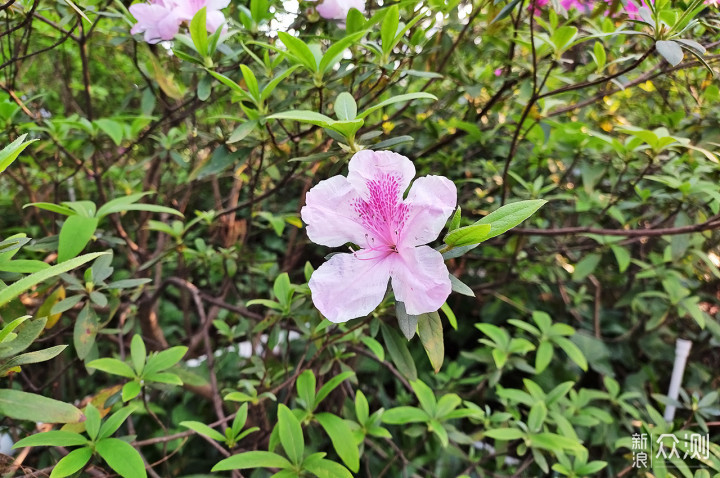 喜迎春节：新春逛公园 春日赏美景 感受颇多！_新浪众测