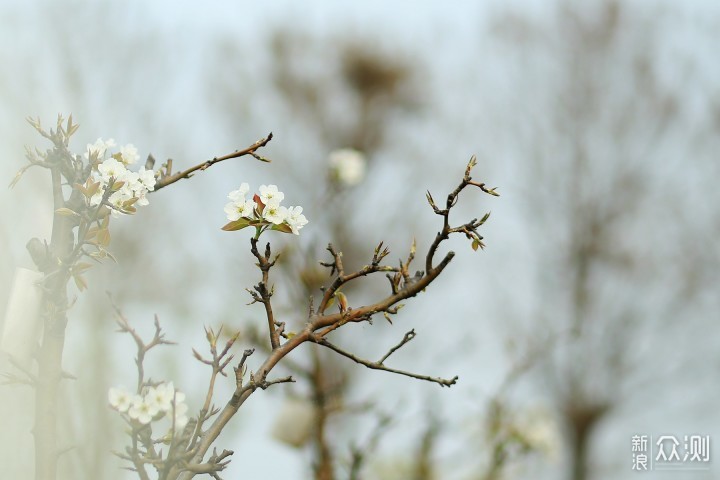 忽如一夜春風來,千樹萬樹梨花開