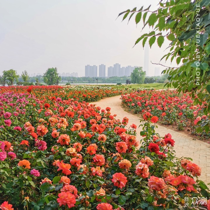 津城偶遇大片“月季花”｜手机记录唯美花海_新浪众测