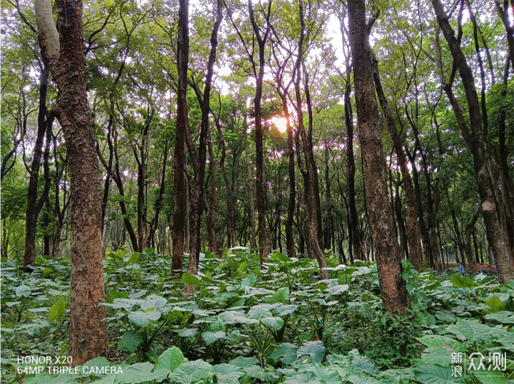 独家披露：散步/跑步爱好者的秘密花园_新浪众测