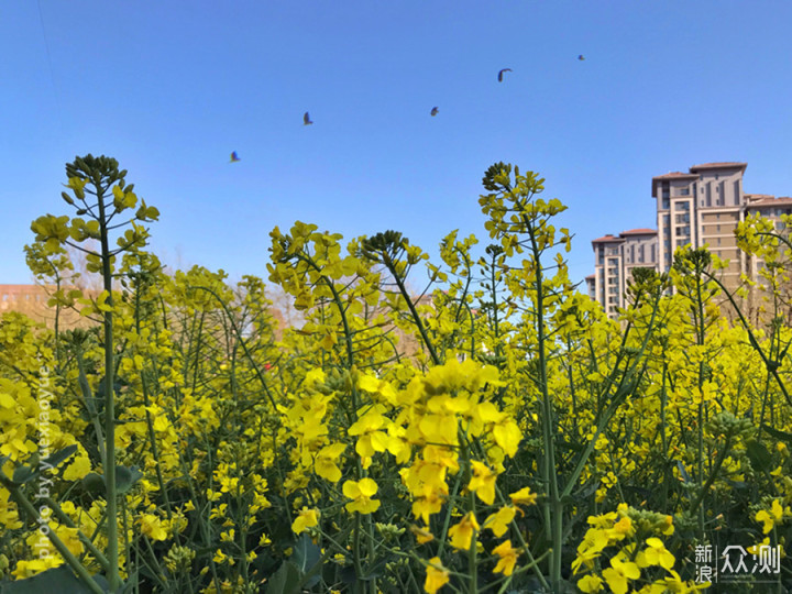 城市偶遇“花海”｜手机3招拍美，拍出层次感_新浪众测