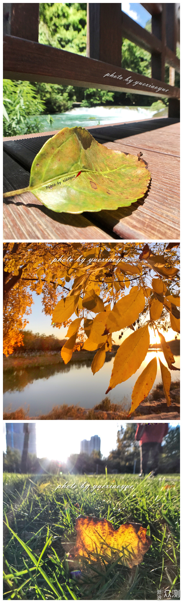 手机如何拍美秋天？先从拍好一片秋叶开始喽_新浪众测