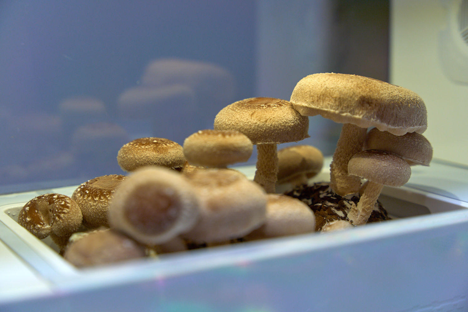 寓教于乐享美味，的超级菇菇菌菇生态箱 