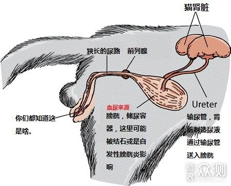 为了毛孩子多喝几口水，奔五老父亲操碎了心_新浪众测